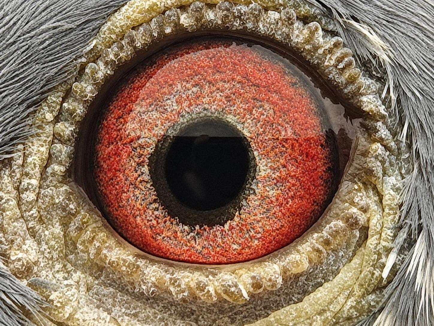 Pigeon eye